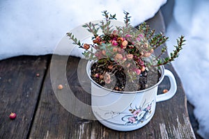 Peat myrtle in pretty painted antique pot on wooden table with snow background